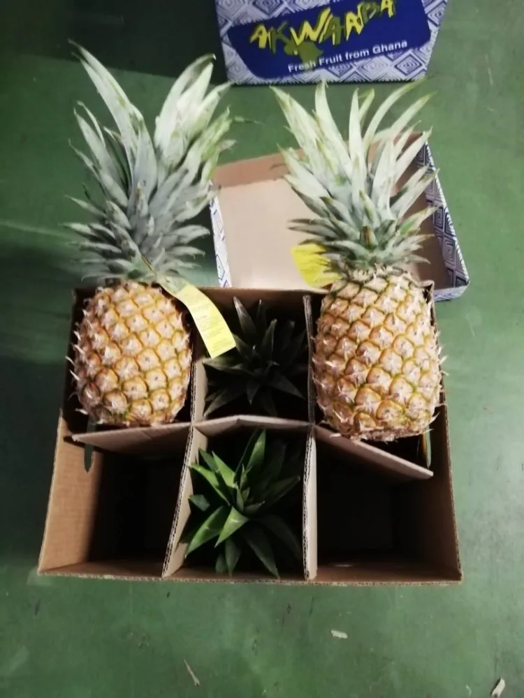 Ananas avion cayenne