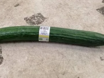 Concombre bio