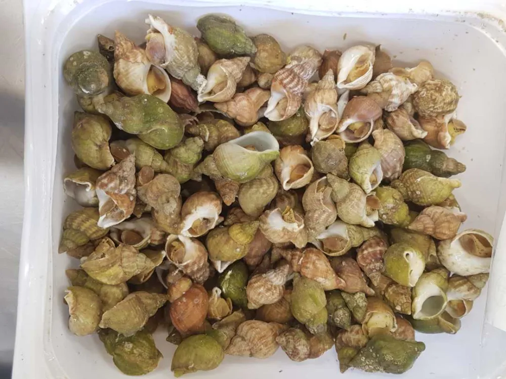 Bulot cuit pasteurise