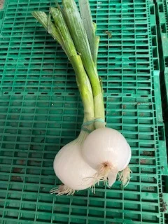 Oignon blanc botte