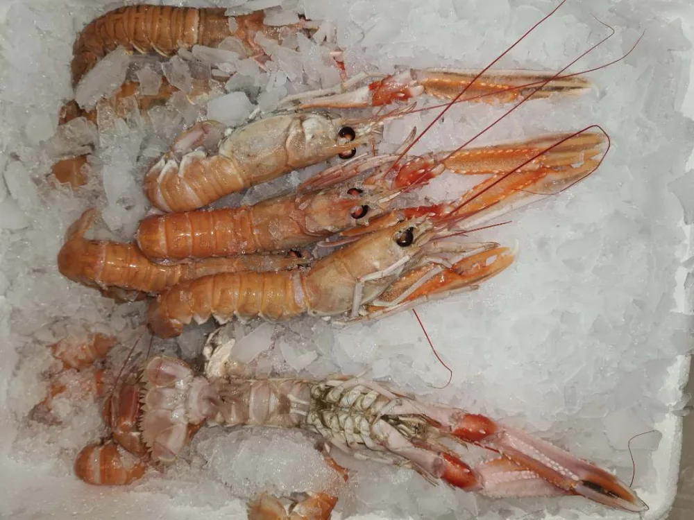 Langoustines fraîches origine danemark
