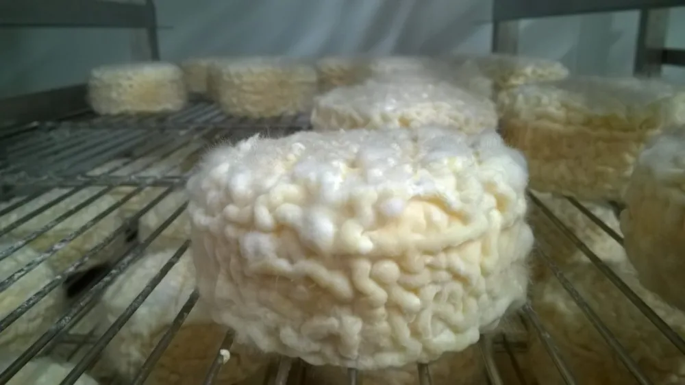 Tomme nature - tomme au piment espelette - bleu - lactiques
