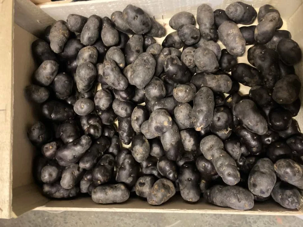 Pomme de terre vitelotte