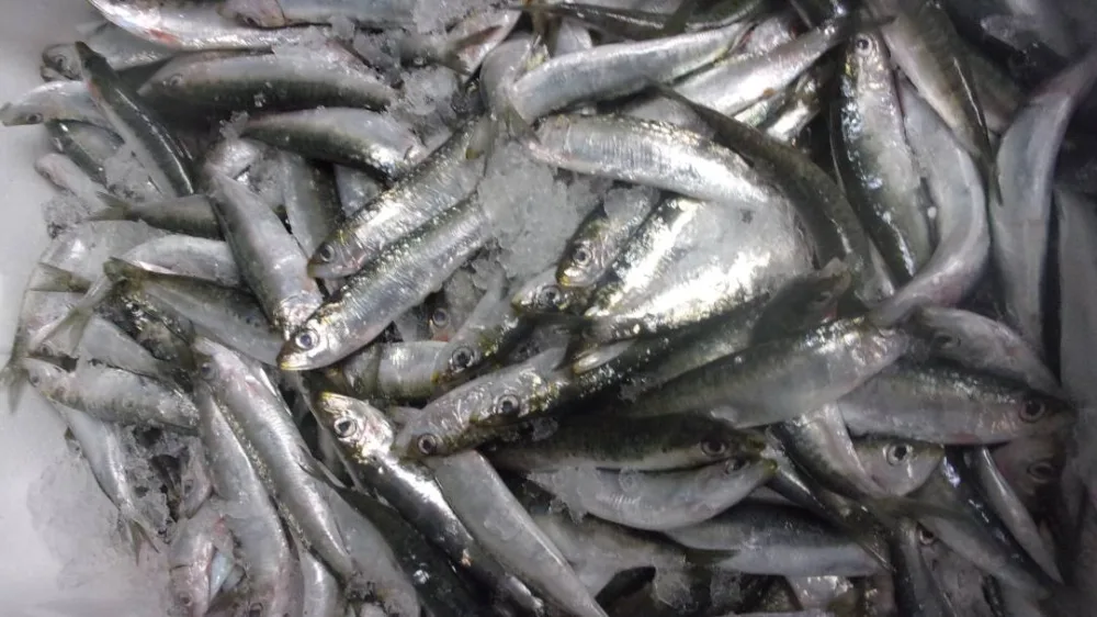 Sardine mediterranee