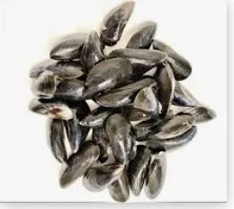 Coquillages filtreurs de l'etang de thau (huitres-moules-palourdes)