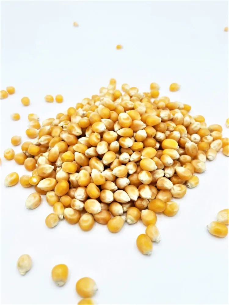 Maïs pop corn