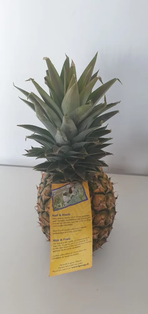 Ananas avion cayenne ghana