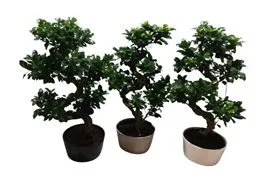 Ficus ginseng microcarpa