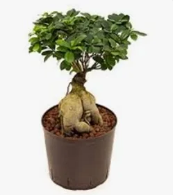 Ficus microcarpa ginseng