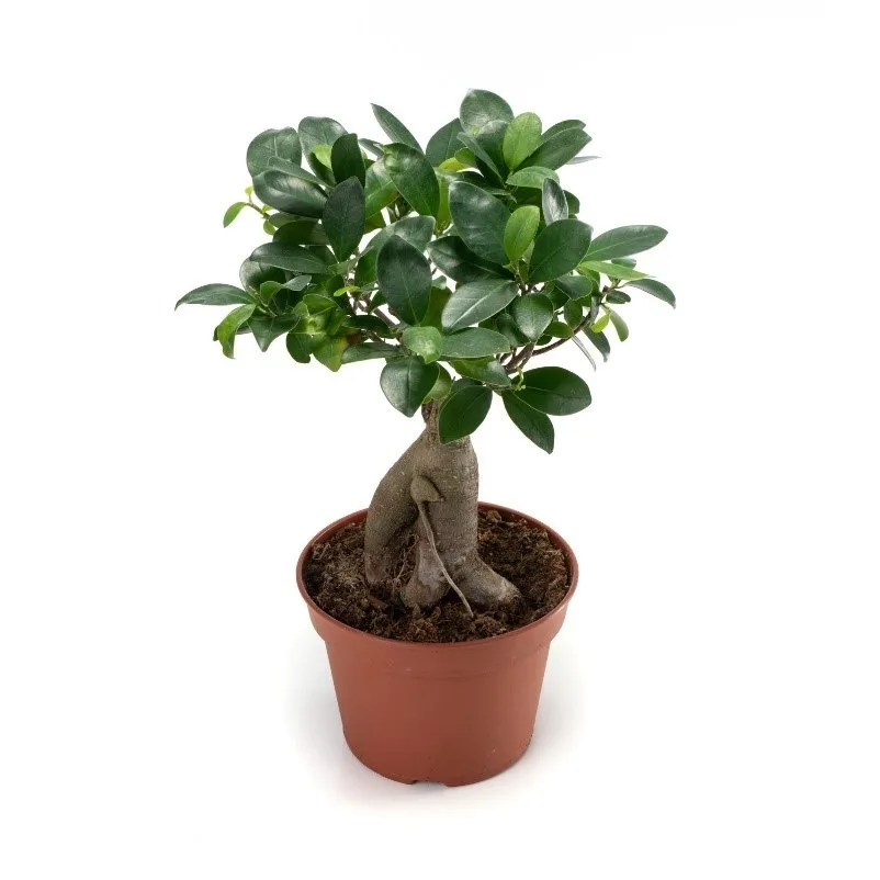 Ficus ginseng