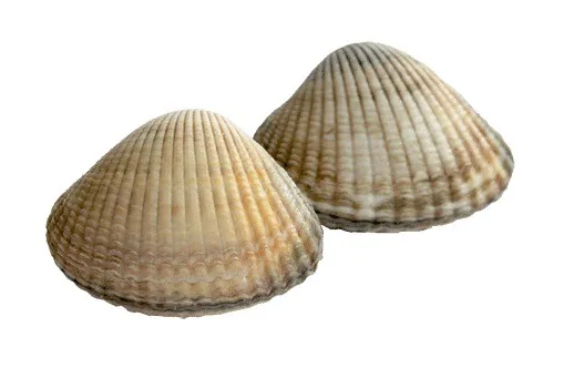 Coques