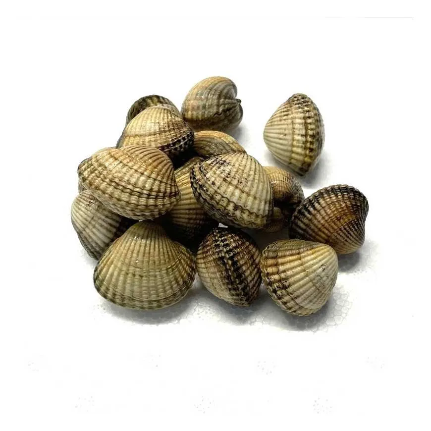 Coques moyennes