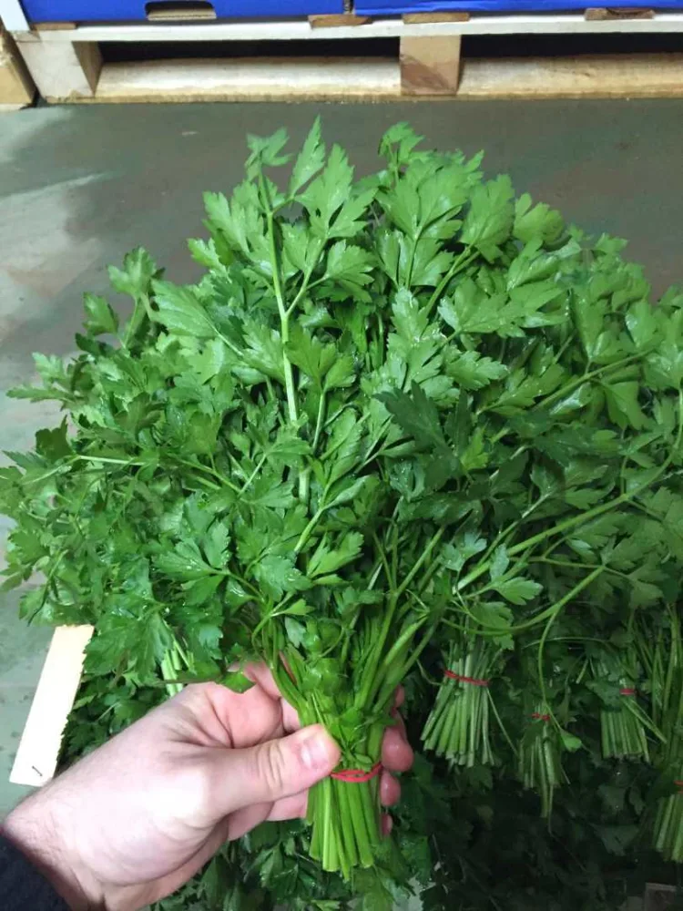 Persil plat