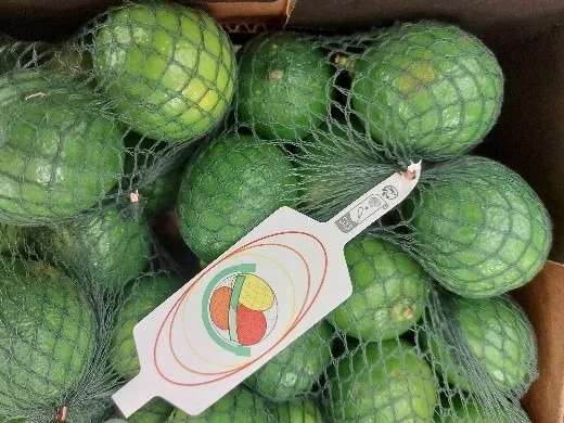 Lime - citron vert
