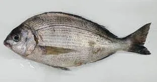 Daurade royale