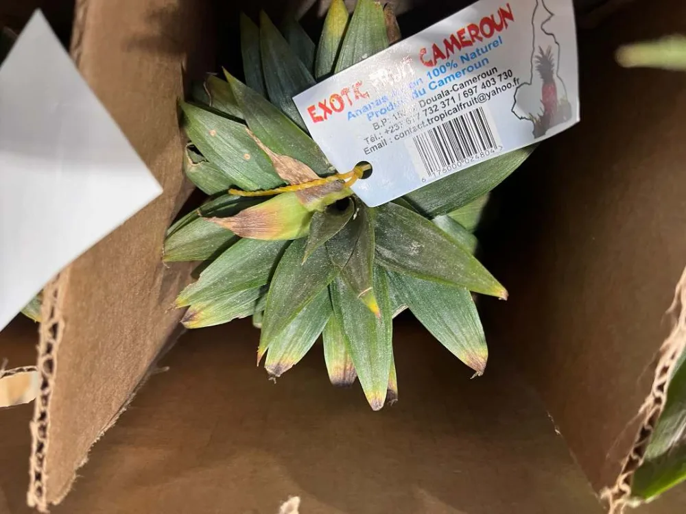 Ananas cayenne