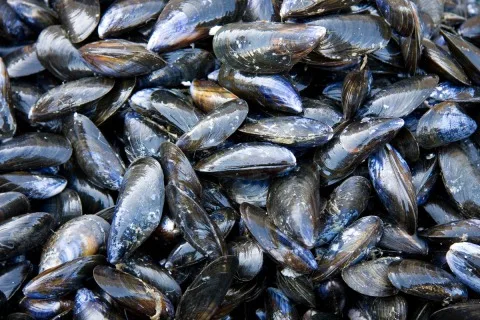 Moules de peches