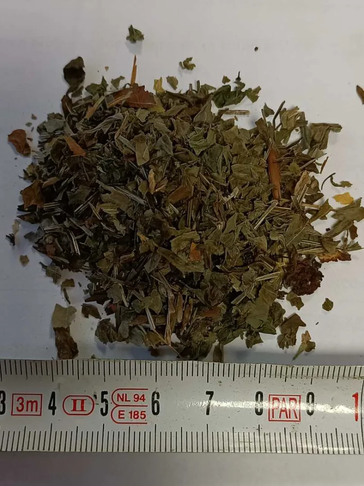 Asperule odorante partie aérienne fleurie coupée