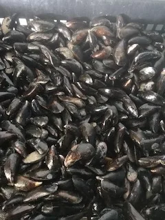 Moules