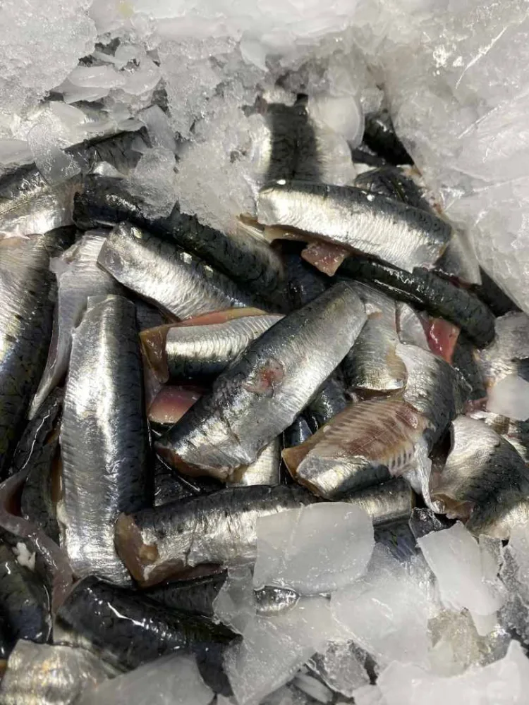 Filet de sardine