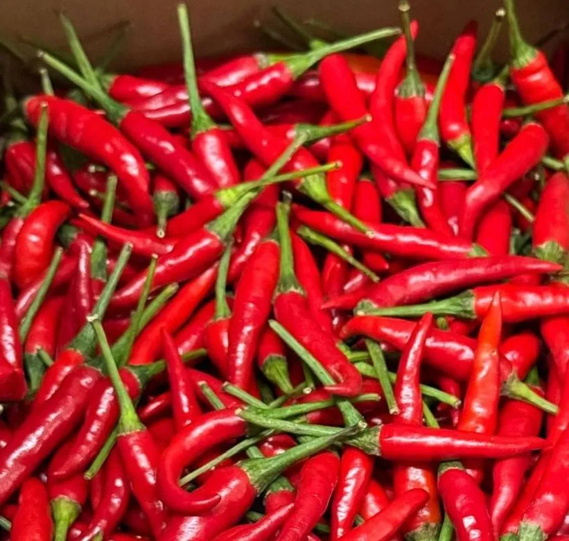 Piment rouge