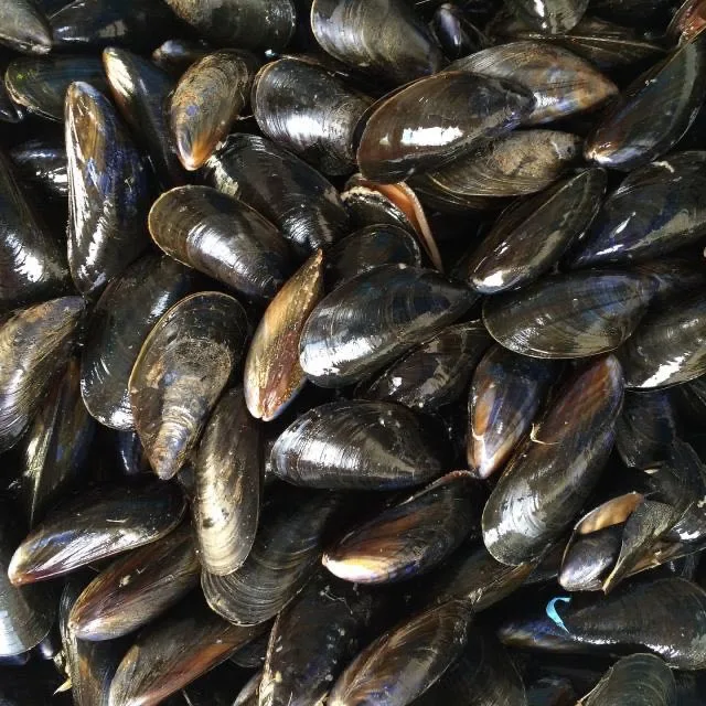 Moules de bouchot