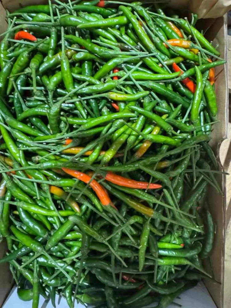 Piment vert - cambodge