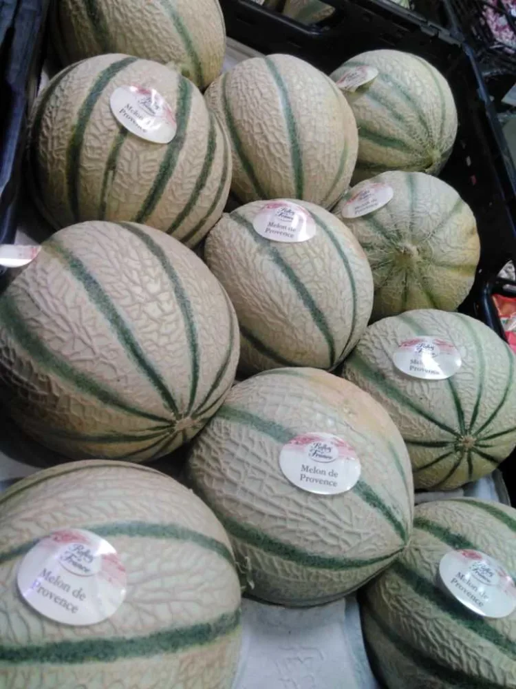 Melon de provence