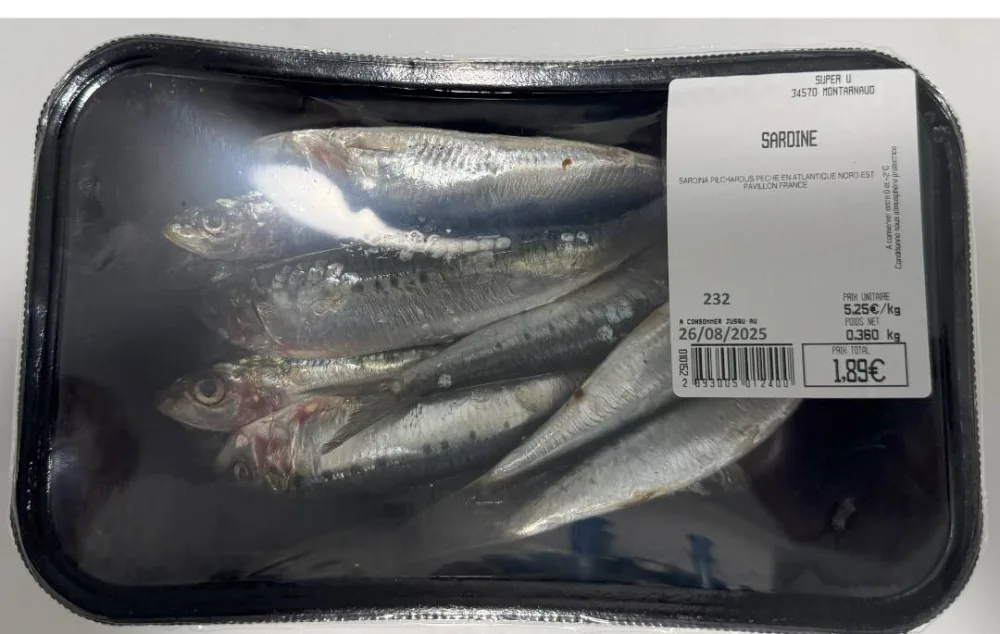 Sardine