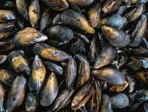 Moules d'espagne