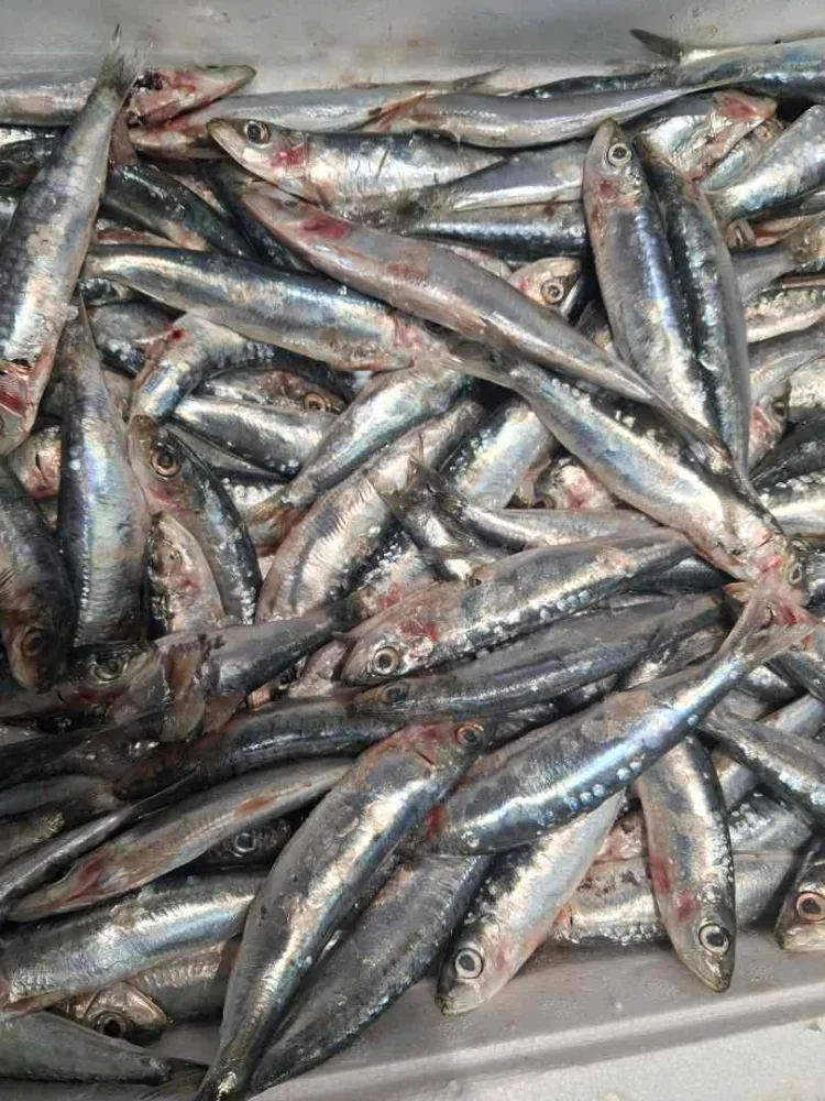 Sardine vrac