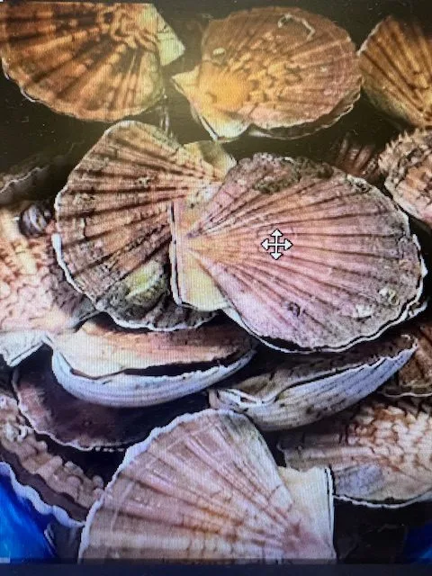 Coquilles saint-jacques de brest