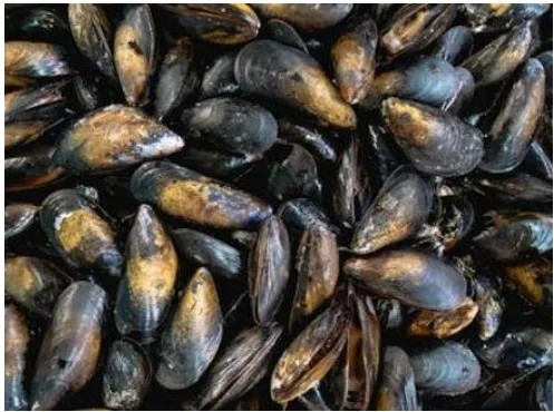 Moules de bouchot