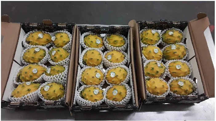 Pitahaya jaune