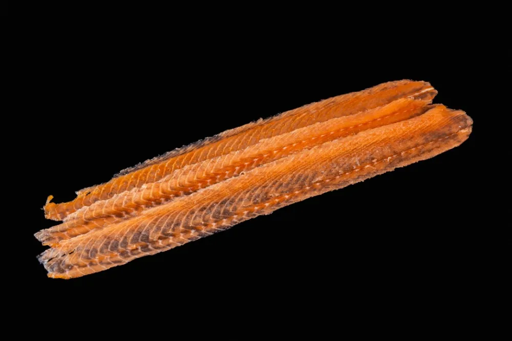 Saumon fumé
