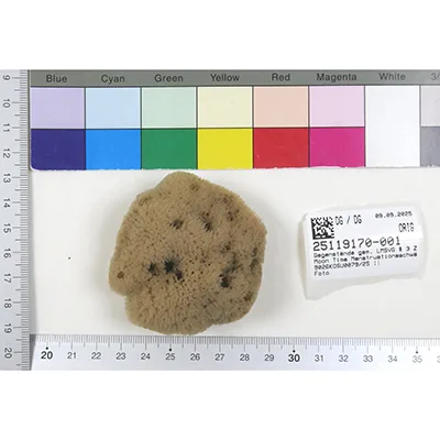 Intimate care sponges
