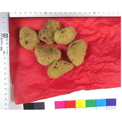 Intimate care sponges