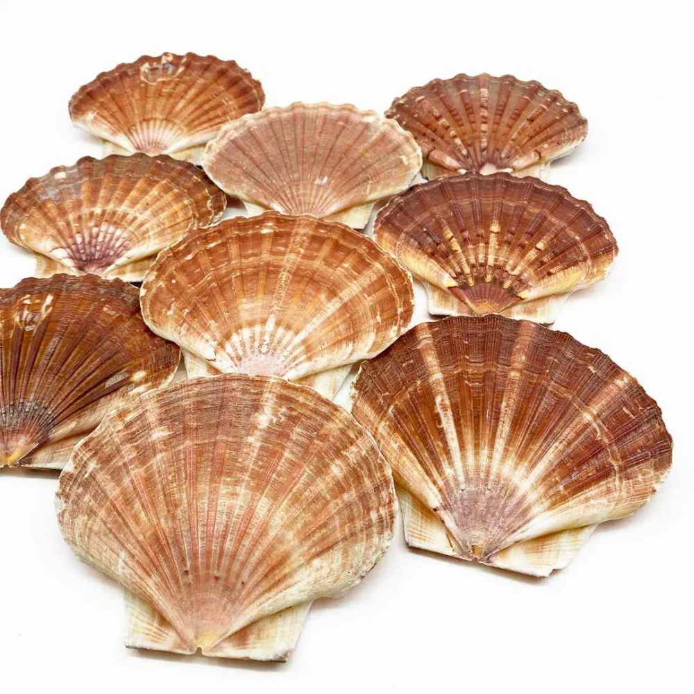 Coquille saint-jacques