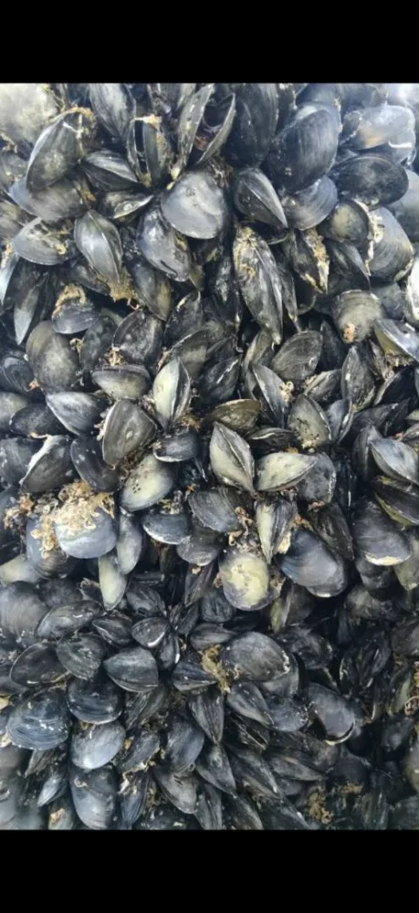 Huitres et moules