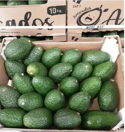 Avocat