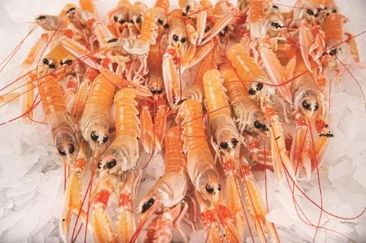 Langoustines crues 20/30