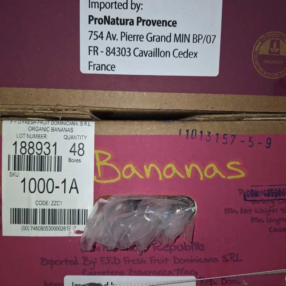 Banane fraiche cavendish