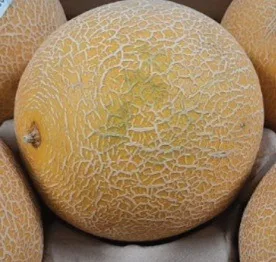 Melon galia