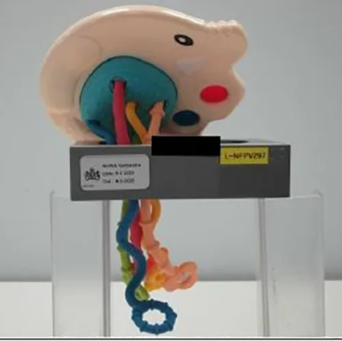 Pull cord toy