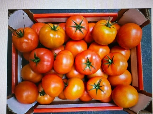 Tomate ronde