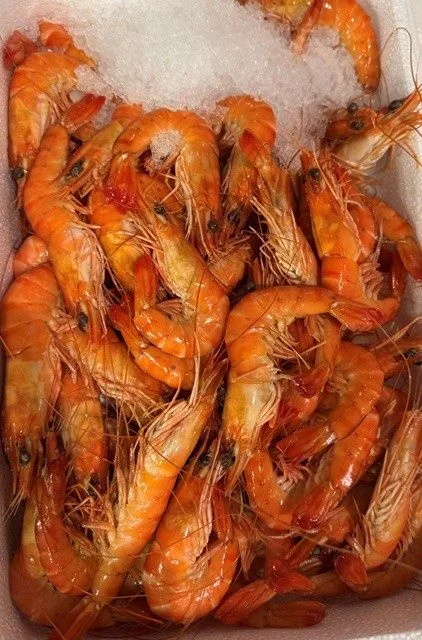 Crevettes roses cuites étal poissonnerie