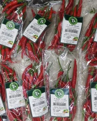 Chilli Red, Capsicum frutescens, Chilli Rot