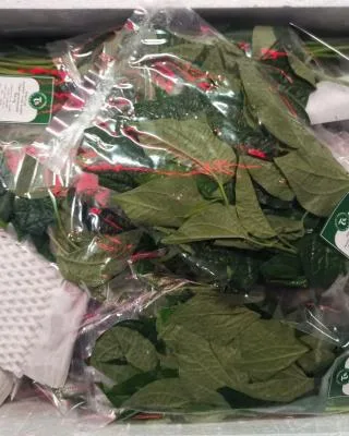 Betal Leaf; Betelblad / Feuille de bétel; Piper sarmentosum; ใบชะพลู