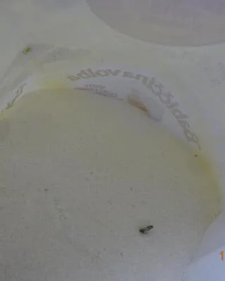 Babiččina volba MOUKA HRUBÁ PŠENIČNÁ