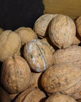 Skořápkové vlašské ořechy (nebalené)